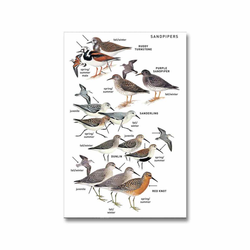 Peterson Field Guide to Birds of Eastern and Central North America