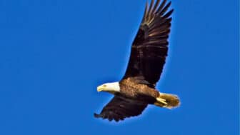 Eagle Watch on the CT River, available at The Audubon Shop for bird watchers, Madison CT